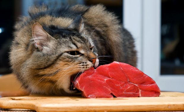 Understanding the Ingredients in Your Cat s Food A Guide to