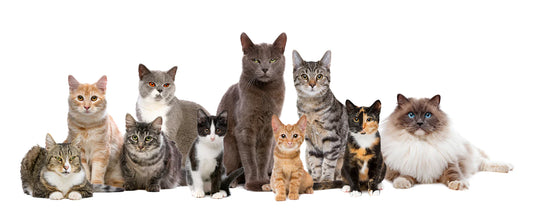 Common cat breeds