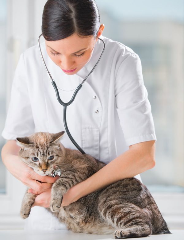 Maintaining Optimal Gastrointestinal Health in Cats: A Guide for Cat Owners