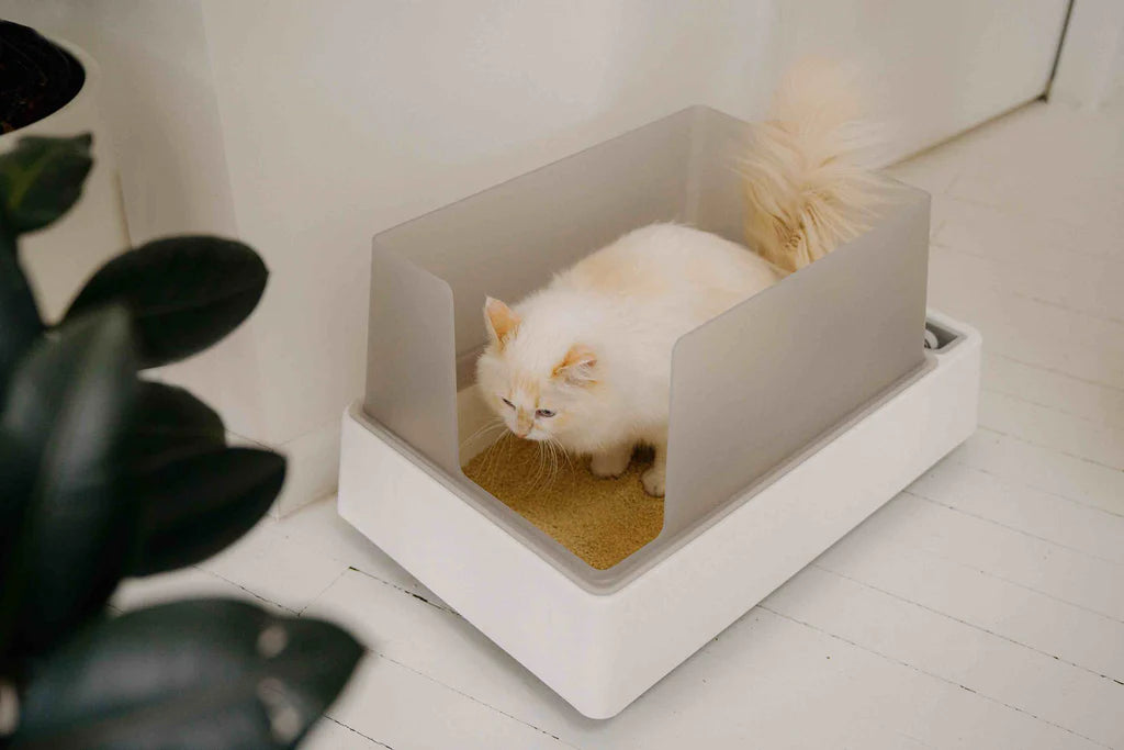 How to Choose the Right Cat Litter for Your Feline Friend