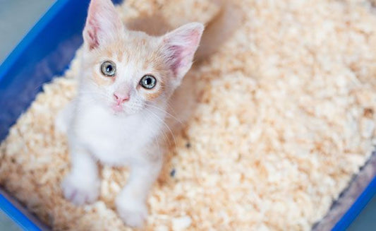 The Benefits of Natural Cat Litter for Your Feline Friend