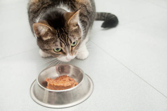 The Purr-fect Choice: Benefits of Feeding your Cats with Wet Food