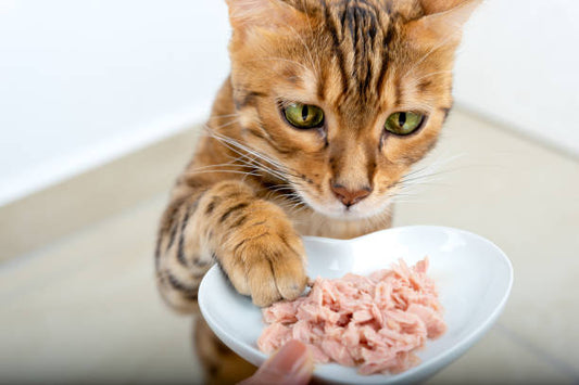 How to Switch Your Cat's Food Safely and Successfully: A Step-by-Step Guide to Transitioning to New Cat Groceries