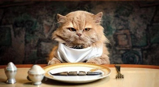 Cat Cuisine Conundrum: 7 Tips for Dealing with Picky Eaters
